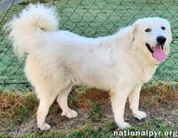 Bear in KY - Loves To Play With Other Dogs! - Photo 3