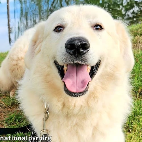 BEAR IN KY - LOVES TO PLAY WITH OTHER DOGS! - Great Pyrenees available for adoption