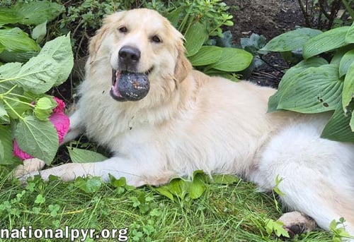 STYX IN MA - DELIGHTFUL BUNDLE OF SILLINESS! - Great Pyrenees available for adoption