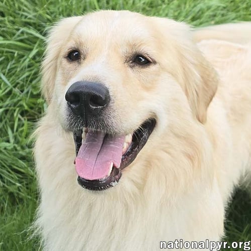 STYX IN MA - DELIGHTFUL BUNDLE OF SILLINESS! - Great Pyrenees available for adoption