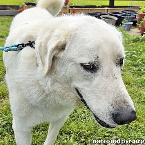 BENTLEY IN LA - CURLIEST TAIL AWARD WINNER! - Great Pyrenees available for adoption