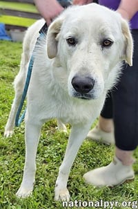 Bentley in LA - Curliest Tail Award Winner! - Photo 2
