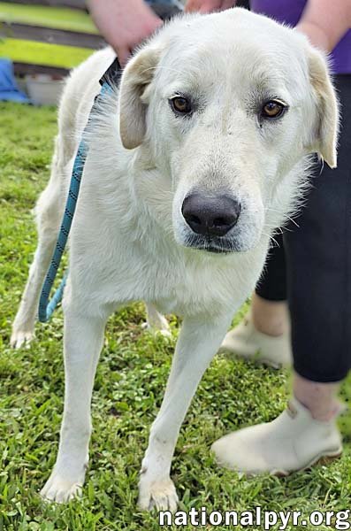 BENTLEY IN LA - CURLIEST TAIL AWARD WINNER! - Great Pyrenees available for adoption