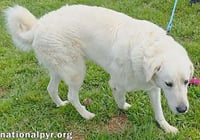 Bentley in LA - Curliest Tail Award Winner! - Photo 3