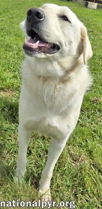 Hudson in LA - Loves Back Scratches! - Photo 2