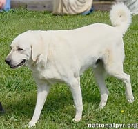 Hudson in LA - Loves Back Scratches! - Photo 3