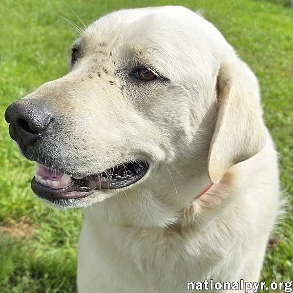 Hudson in LA - Loves Back Scratches! Image
