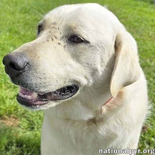 HUDSON IN LA - LOVES BACK SCRATCHES! - Great Pyrenees available for adoption