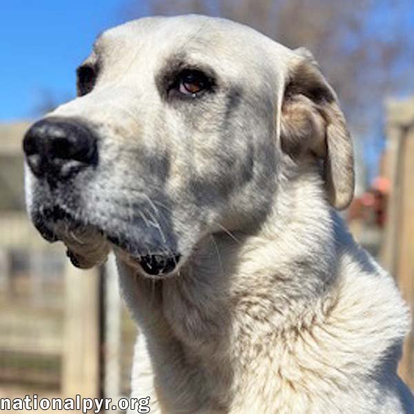 BLIZZARD IN GA - SWEET, WITH WONDERFUL MANNERS! - Great Pyrenees available for adoption