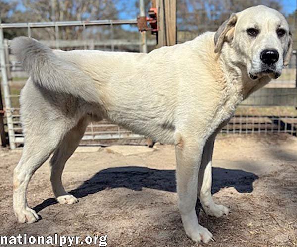 BLIZZARD IN GA - SWEET, WITH WONDERFUL MANNERS! - Great Pyrenees available for adoption