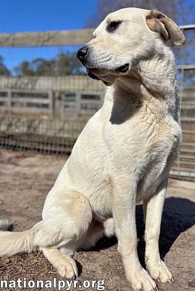 Blizzard in GA - Sweet, With Wonderful Manners! - Photo 3