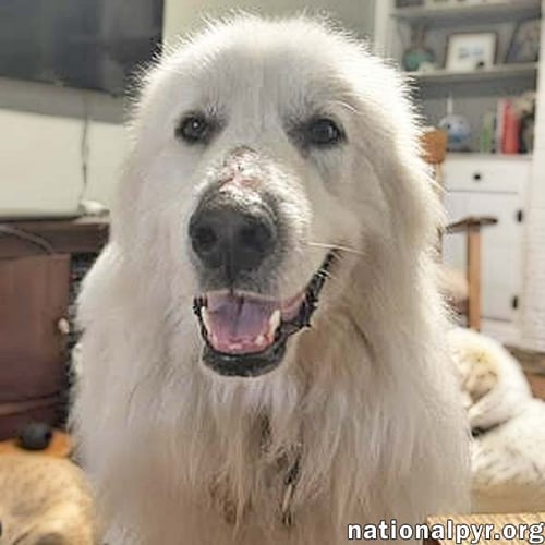 SHILOH IN SC - A VELCRO LAP DOG! - Great Pyrenees available for adoption