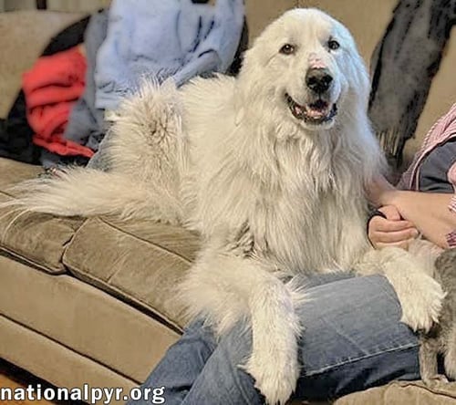 SHILOH IN SC - A VELCRO LAP DOG! - Great Pyrenees available for adoption