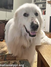 Shiloh in SC - A Velcro Lap Dog! - Photo 3