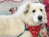 JJ in OH - Lovable & Loyal Companion! - Photo 3