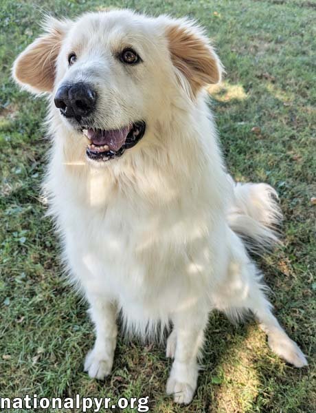 JJ IN OH - LOVABLE & LOYAL COMPANION! - Great Pyrenees available for adoption