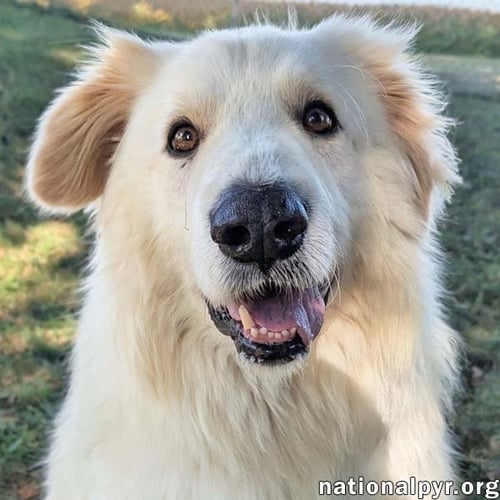 JJ IN OH - LOVABLE & LOYAL COMPANION! - Great Pyrenees available for adoption