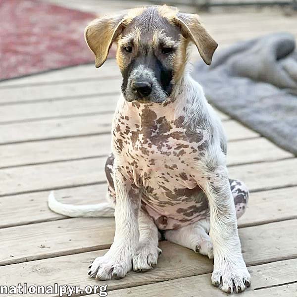 Orzo in OH - Affectionate & People-Focused! Image