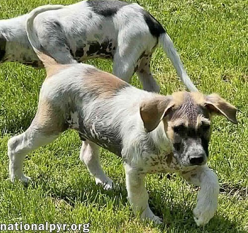 ORZO IN OH - AFFECTIONATE & PEOPLE-FOCUSED! - Great Pyrenees / Border Collie available for adoption