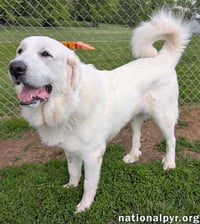 Fluffy in OH - Gives Big Toothy Smiles! - Photo 2