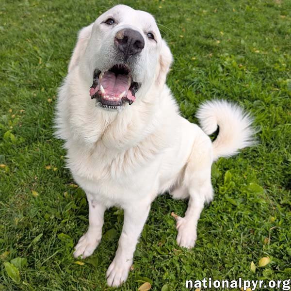 Fluffy in OH - Gives Big Toothy Smiles! Image