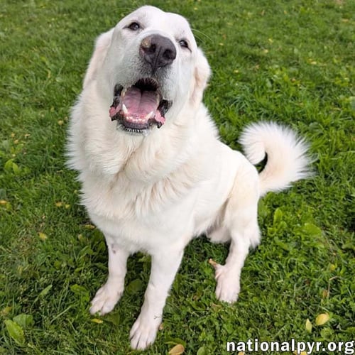 FLUFFY IN OH - GIVES BIG TOOTHY SMILES! - Great Pyrenees available for adoption