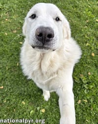 Fluffy in OH - Gives Big Toothy Smiles! - Photo 3