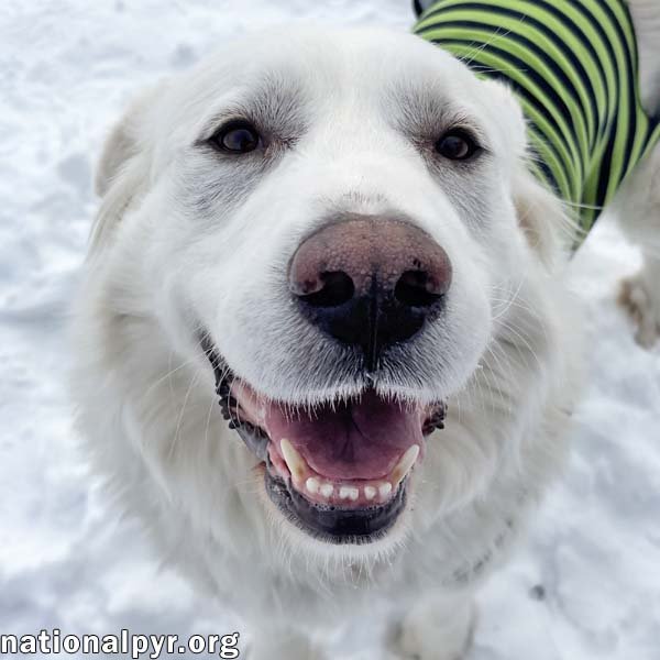 MOLLY IN OH - LOVES TO PLAY IN THE SNOW! - Great Pyrenees available for adoption