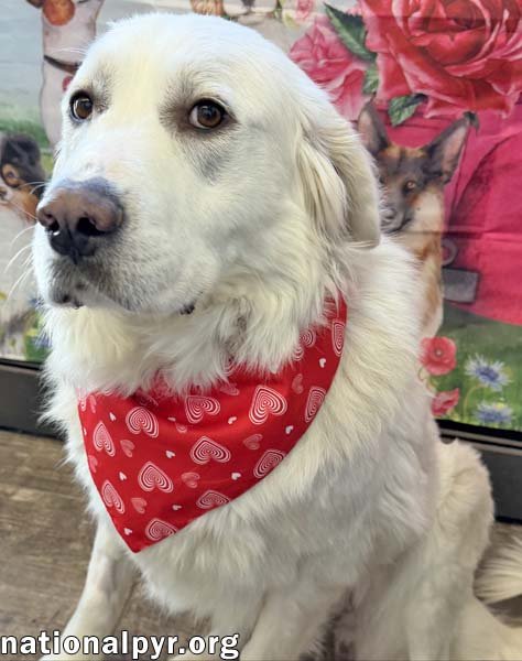 MOLLY IN OH - LOVES TO PLAY IN THE SNOW! - Great Pyrenees available for adoption