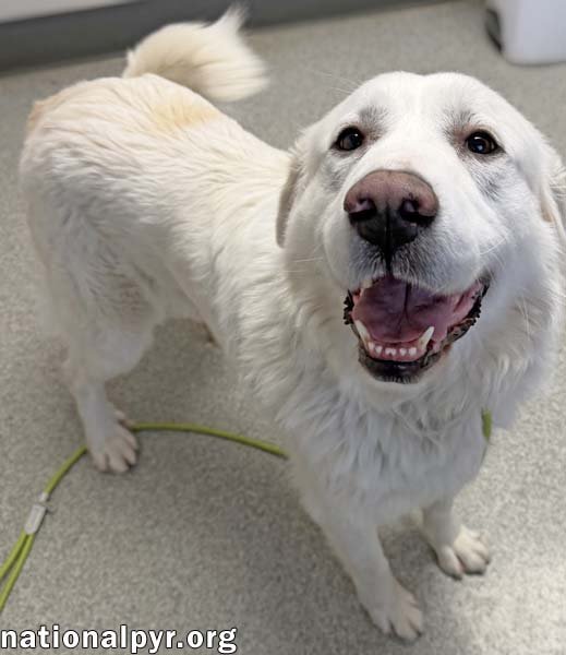 Molly in OH - Loves To Play In The Snow! - Photo 3