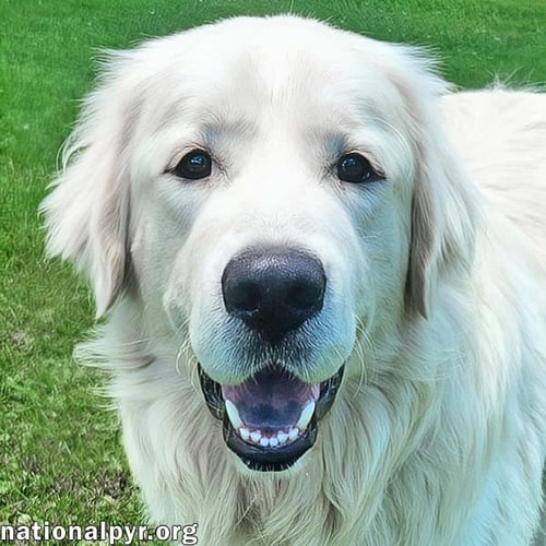 TRENT IN KY - HAPPY, SILLY & PLAYFUL! - Great Pyrenees available for adoption