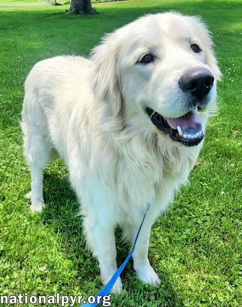 TRENT IN KY - HAPPY, SILLY & PLAYFUL! - Great Pyrenees available for adoption