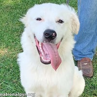 Filmore in KY - Loves Splashing In The Water! - Photo 1