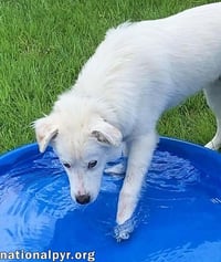 Filmore in KY - Loves Splashing In The Water! - Photo 3