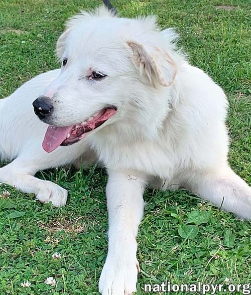 FILMORE IN KY - LOVES SPLASHING IN THE WATER! - Great Pyrenees available for adoption
