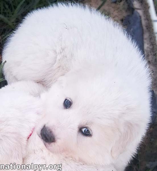 JULIAN IN LA - LOVES PLAYTIME & APPLE SNACKS! - Great Pyrenees available for adoption