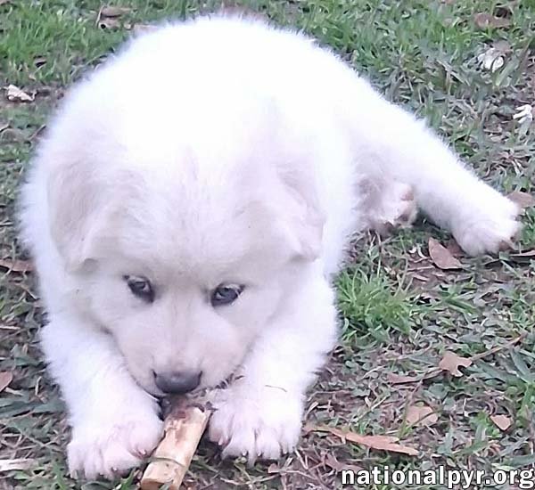 Julian in LA - Loves Playtime & Apple Snacks! - Photo 3