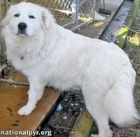 Fosters Needed - PA - Photo 3
