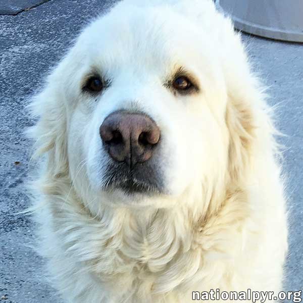 Fosters Needed - PA Image