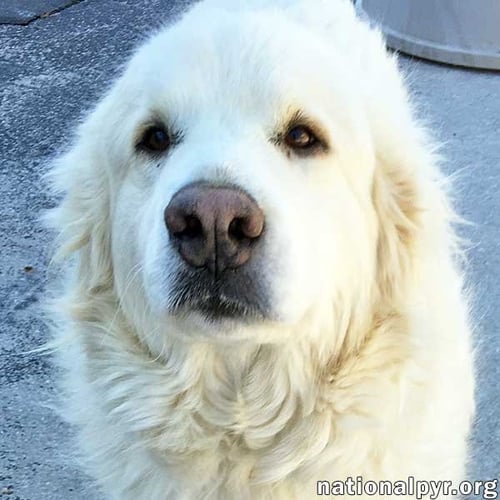 FOSTERS NEEDED - PA - Great Pyrenees available for adoption