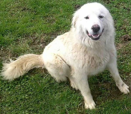 FOSTERS NEEDED - PA - Great Pyrenees available for adoption