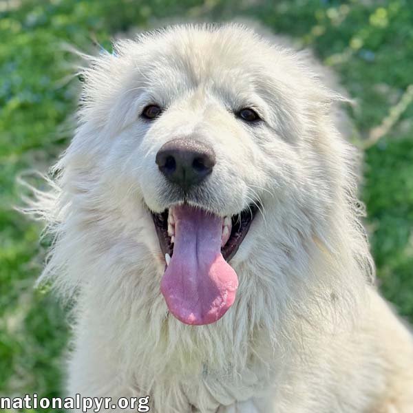 Pearl in VA - Happy, Smart, Loving & Goofy! Image