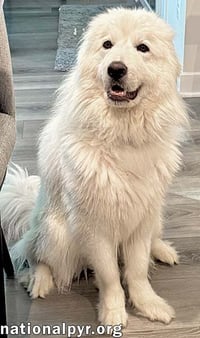 Pearl in VA - Happy, Smart, Loving & Goofy! - Photo 2