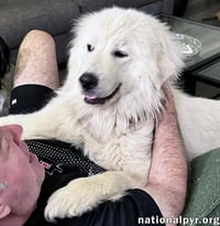 Pearl in VA - Happy, Smart, Loving & Goofy! - Photo 3