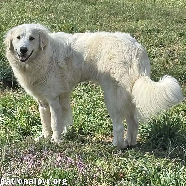JOLENE IN TN - LOVING, SPUNKY & SWEET! - Great Pyrenees available for adoption