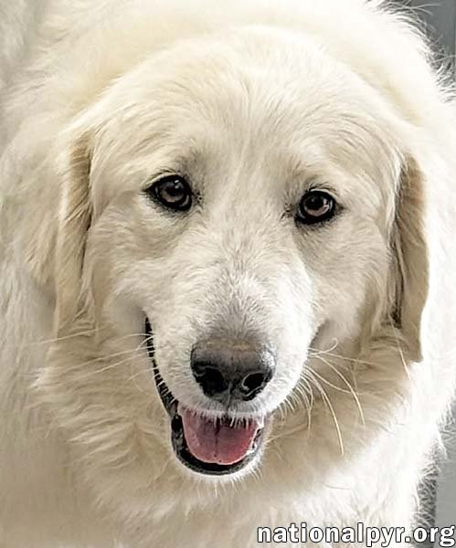 JOLENE IN TN - LOVING, SPUNKY & SWEET! - Great Pyrenees available for adoption