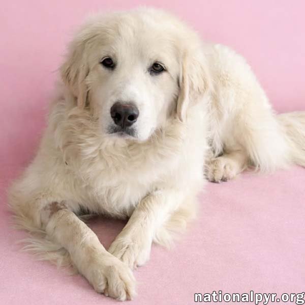 Jolene in TN - Loving, Spunky & Sweet! - Photo 3