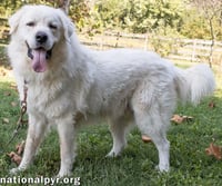 Ralphie in MA - Loves to Give the Pyr Paw! - Photo 3