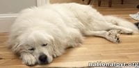 Ralphie in MA - Loves to Give the Pyr Paw! - Photo 3