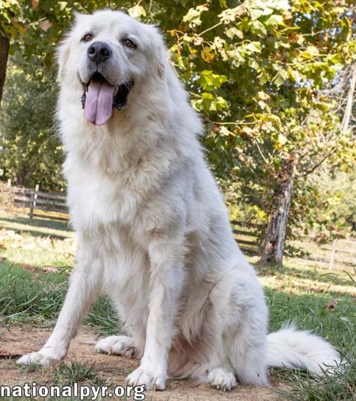RALPHIE IN MA - LOVES TO GIVE THE PYR PAW! - Great Pyrenees available for adoption